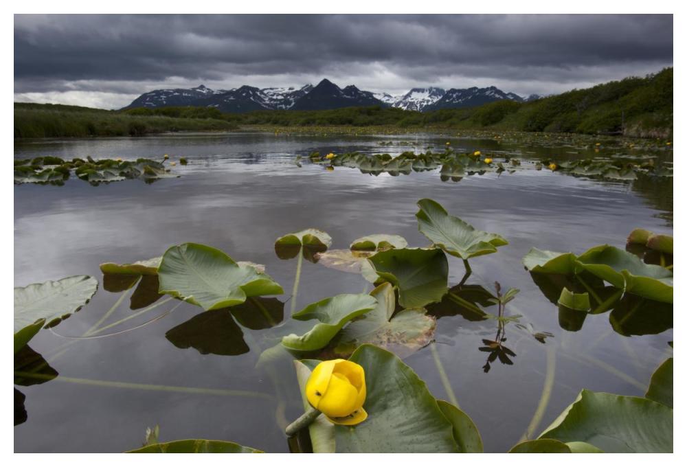 European Yellow Pondlily on pond with overcast sky, Katmai National Park, Alaska-Paper Art-50"x34"