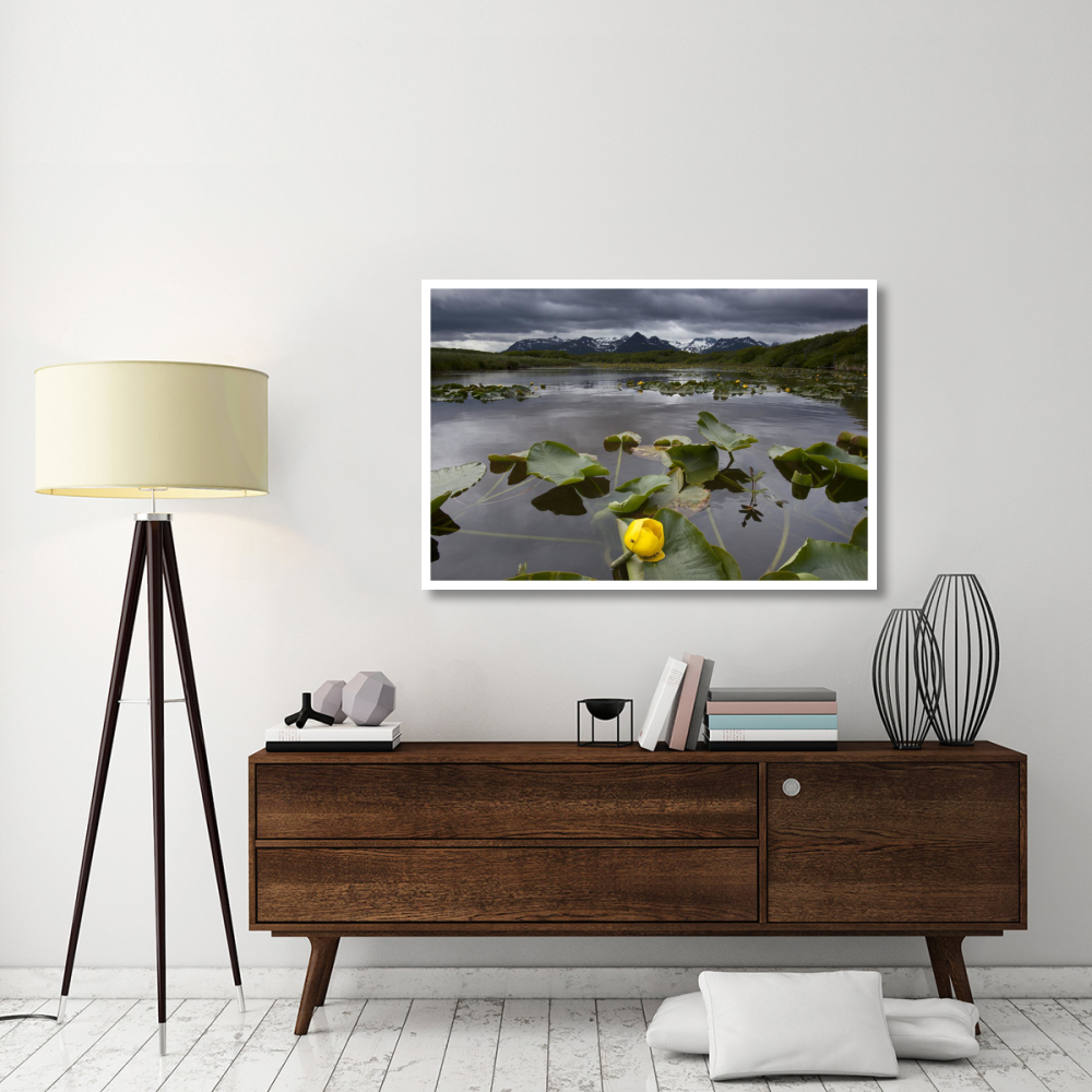 European Yellow Pondlily on pond with overcast sky, Katmai National Park, Alaska-Paper Art-50&quotx34"