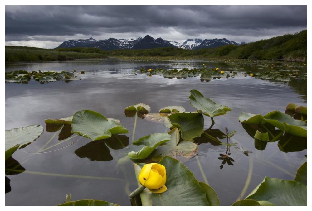 European Yellow Pondlily on pond with overcast sky, Katmai National Park, Alaska-Paper Art-62"x42"