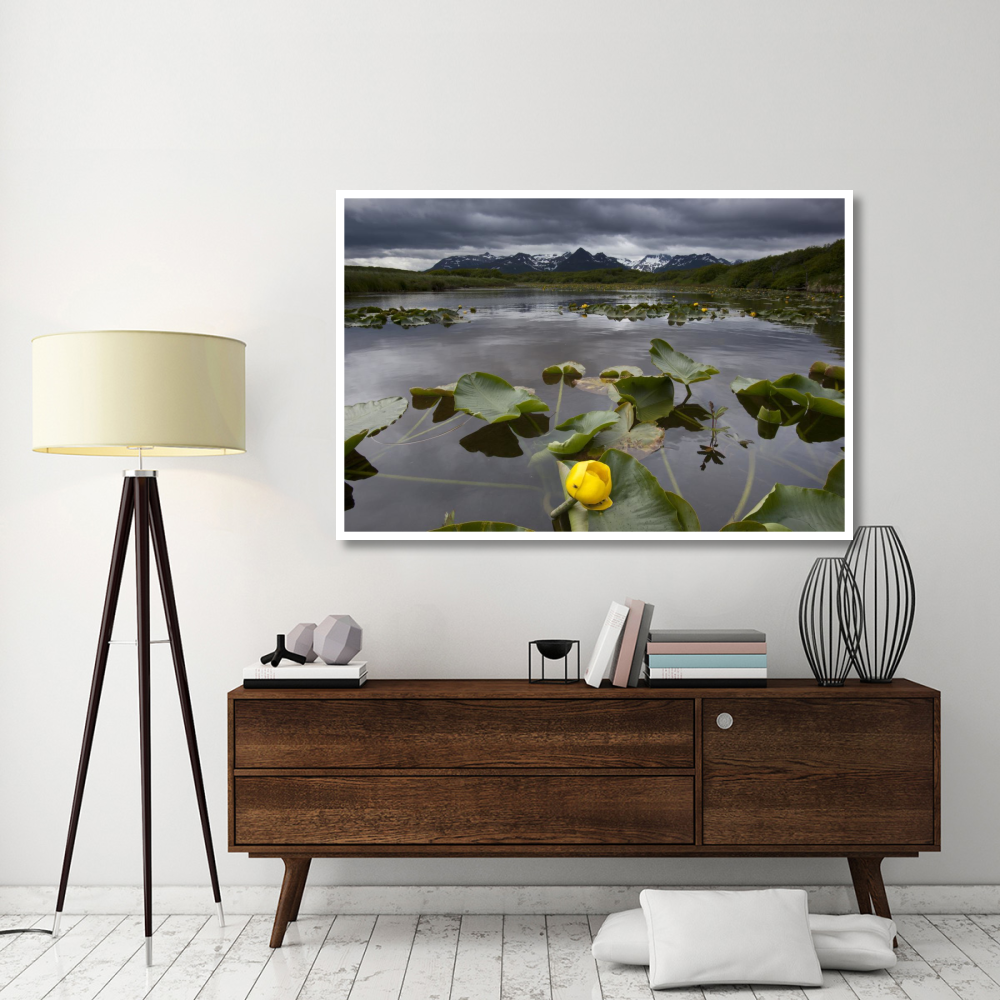European Yellow Pondlily on pond with overcast sky, Katmai National Park, Alaska-Paper Art-62&quotx42"