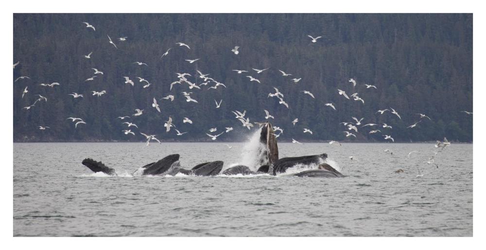 Humpback Whale bubble net feeding near Juneau with seagulls stealing fish, Alaska-Paper Art-38"x20"