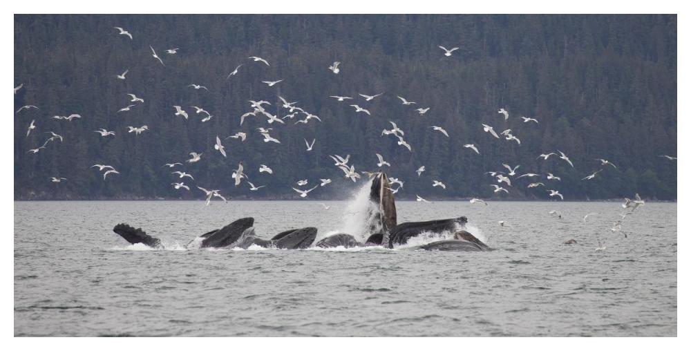 Humpback Whale bubble net feeding near Juneau with seagulls stealing fish, Alaska-Paper Art-50"x26"