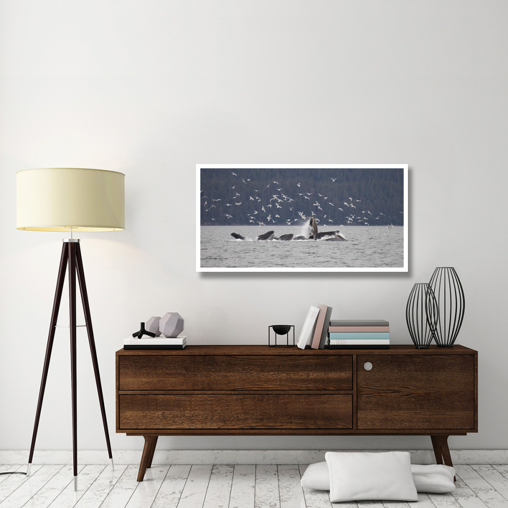 Humpback Whale bubble net feeding near Juneau with seagulls stealing fish, Alaska-Paper Art-50&quotx26"