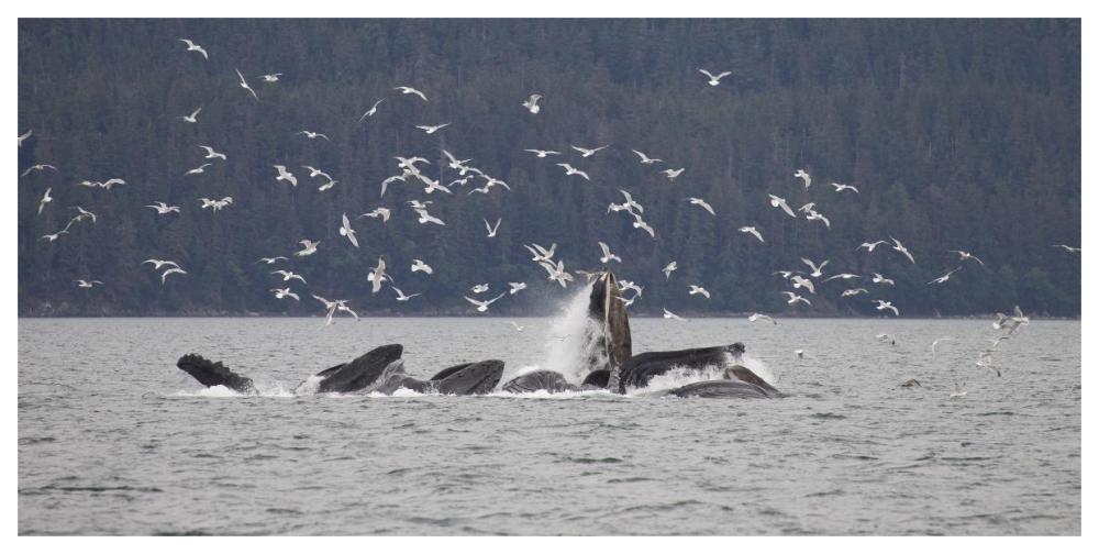 Humpback Whale bubble net feeding near Juneau with seagulls stealing fish, Alaska-Paper Art-62"x32"