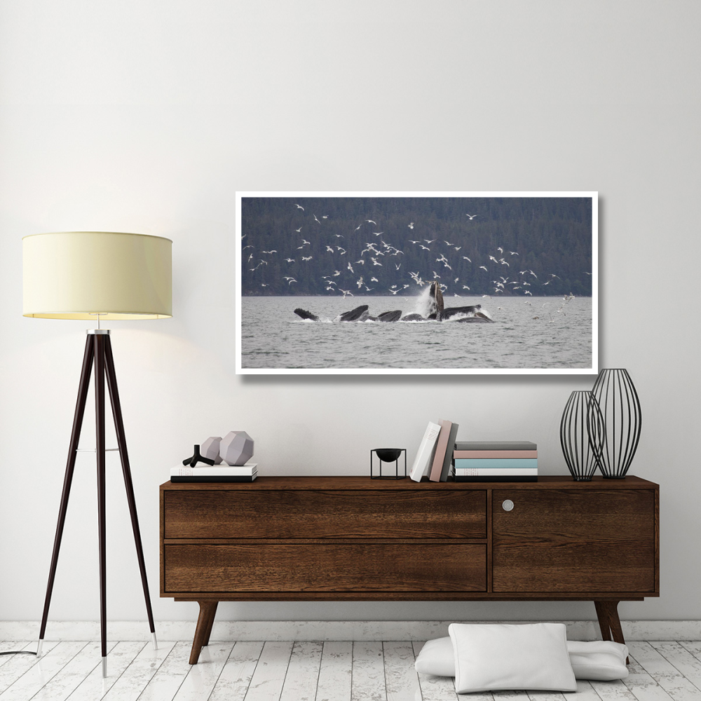 Humpback Whale bubble net feeding near Juneau with seagulls stealing fish, Alaska-Paper Art-62&quotx32"