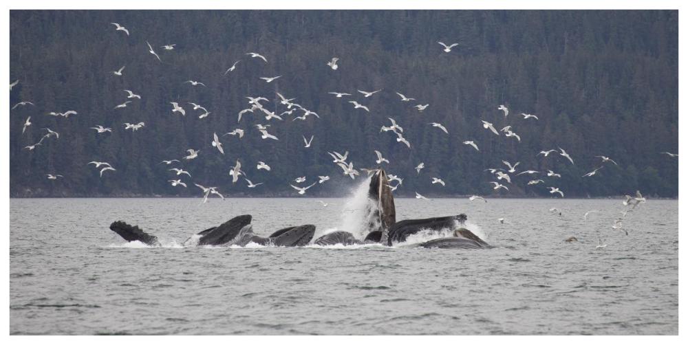Humpback Whale bubble net feeding near Juneau with seagulls stealing fish, Alaska-Paper Art-74"x38"