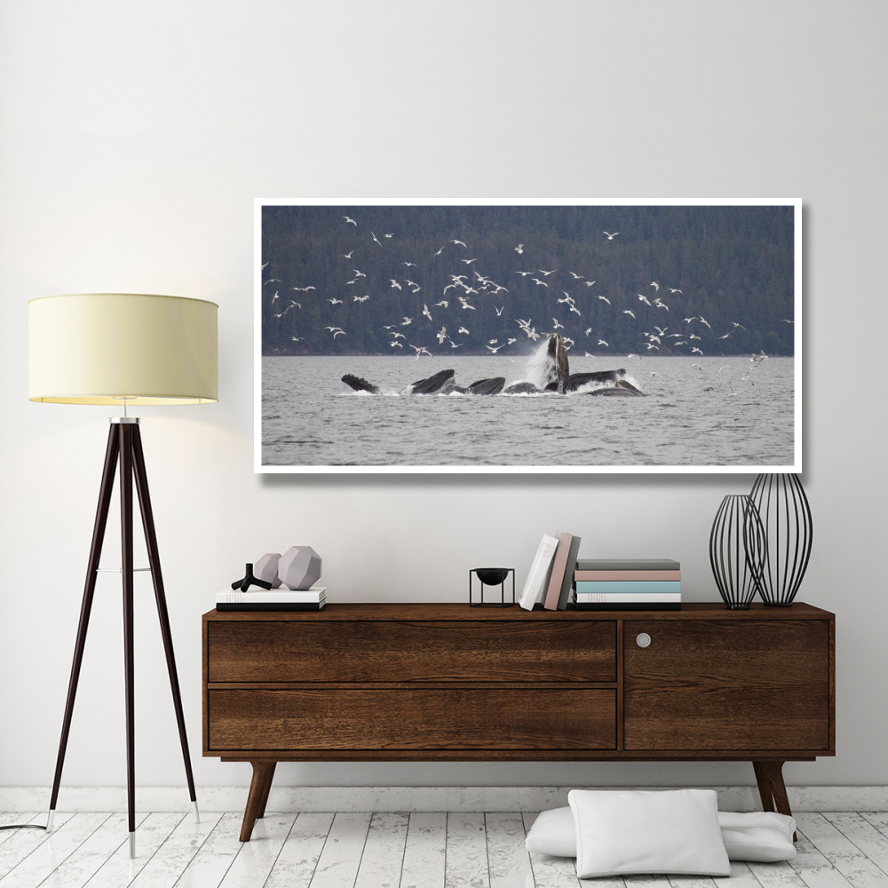 Humpback Whale bubble net feeding near Juneau with seagulls stealing fish, Alaska-Paper Art-74&quotx38"