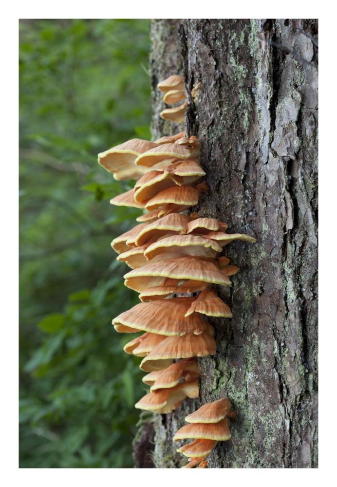 Chicken of the Woods fungus growing on tree trunk, Tongass National Forest, Alaska-Paper Art-18"x26"