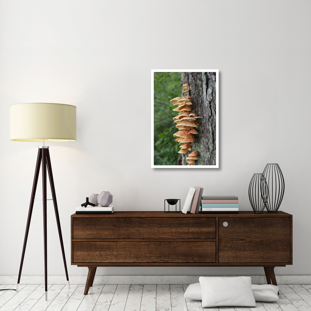 Chicken of the Woods fungus growing on tree trunk, Tongass National Forest, Alaska-Paper Art-26&quotx38"