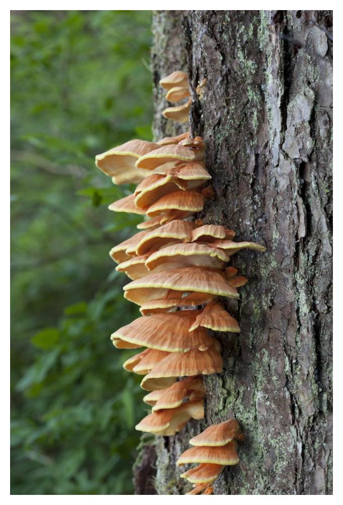 Chicken of the Woods fungus growing on tree trunk, Tongass National Forest, Alaska-Paper Art-34"x50"