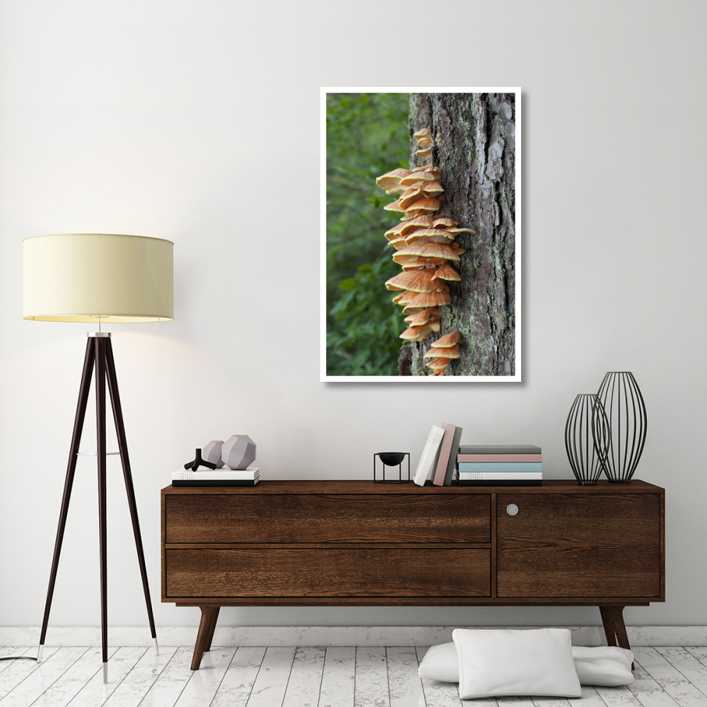 Chicken of the Woods fungus growing on tree trunk, Tongass National Forest, Alaska-Paper Art-34&quotx50"