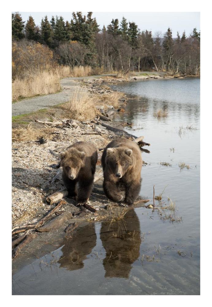 Grizzly Bear mother and yearling walking along river, Katmai National Park, Alaska-Paper Art-18"x26"