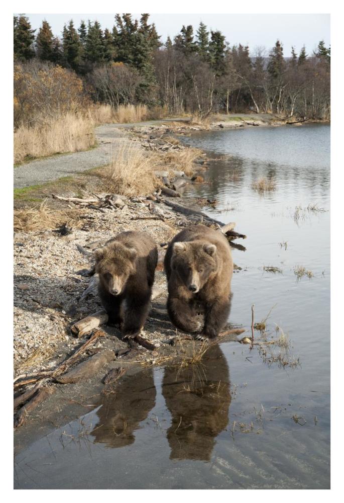 Grizzly Bear mother and yearling walking along river, Katmai National Park, Alaska-Paper Art-26"x38"