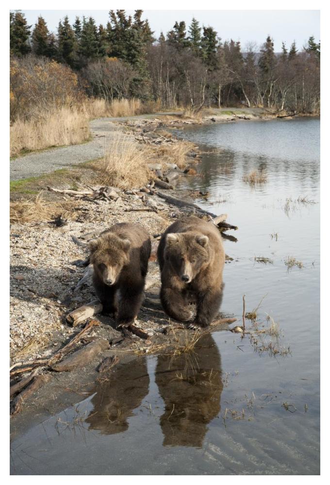 Grizzly Bear mother and yearling walking along river, Katmai National Park, Alaska-Paper Art-34"x50"