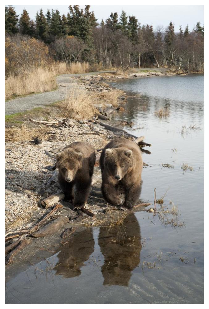 Grizzly Bear mother and yearling walking along river, Katmai National Park, Alaska-Paper Art-42"x62"