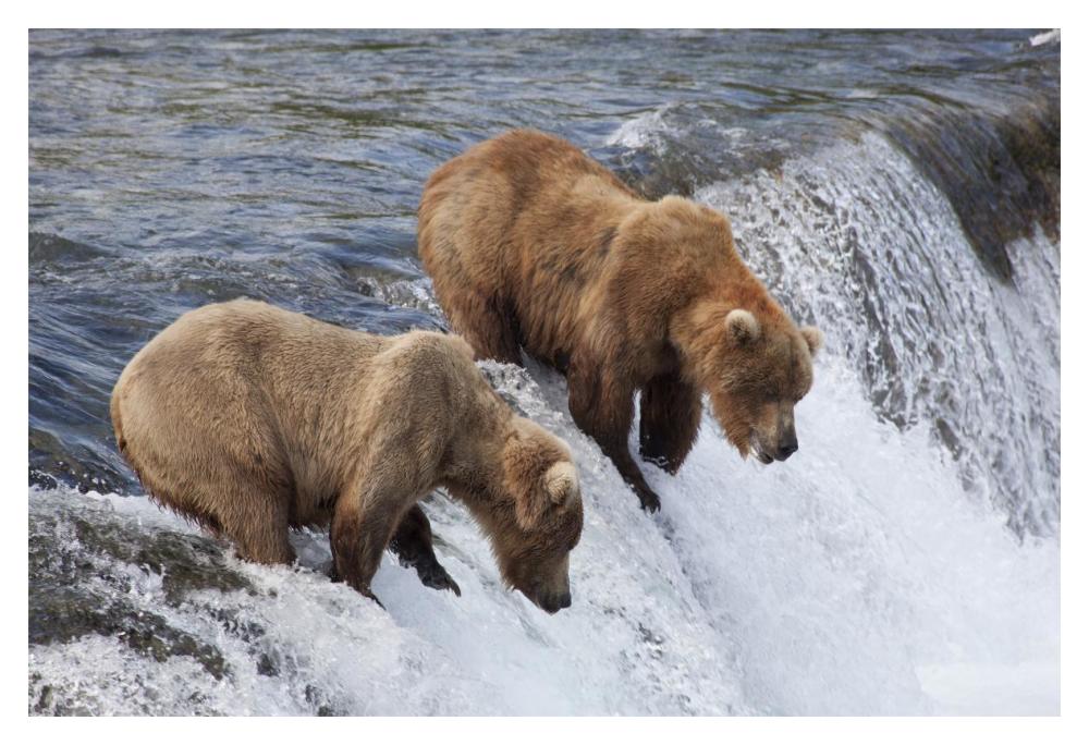 Grizzly Bear males waiting for salmon at Brooks Falls, Katmai National Park, Alaska-Paper Art-20"x14"