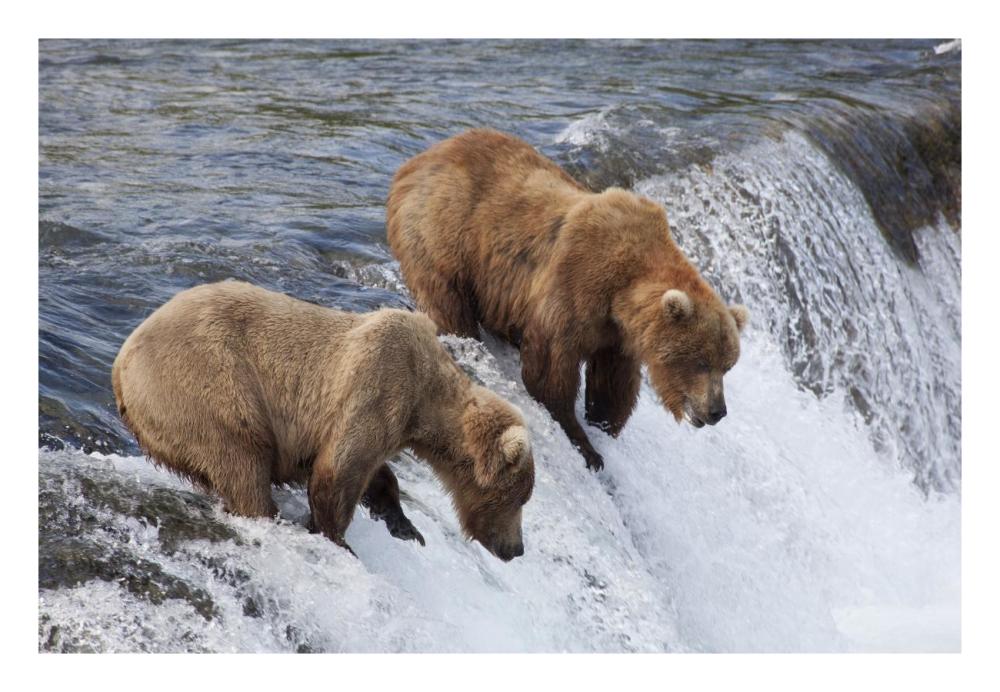Grizzly Bear males waiting for salmon at Brooks Falls, Katmai National Park, Alaska-Paper Art-26"x18"
