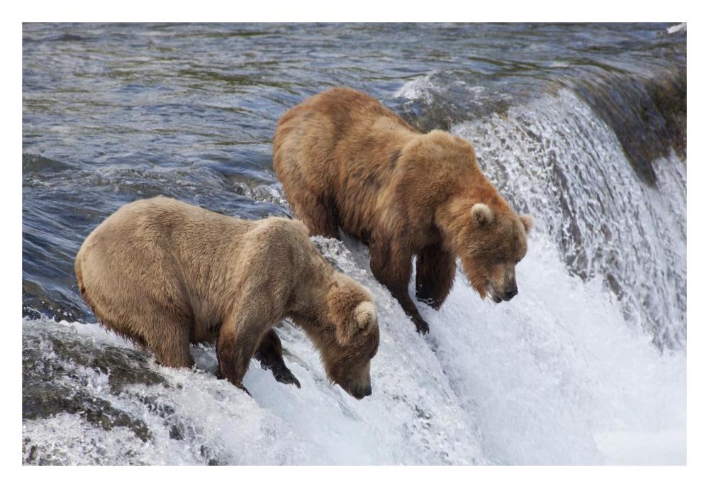 Grizzly Bear males waiting for salmon at Brooks Falls, Katmai National Park, Alaska-Paper Art-32"x22"