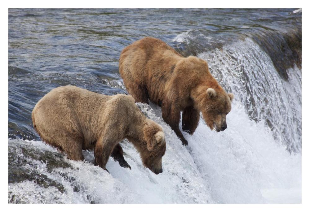 Grizzly Bear males waiting for salmon at Brooks Falls, Katmai National Park, Alaska-Paper Art-38"x26"