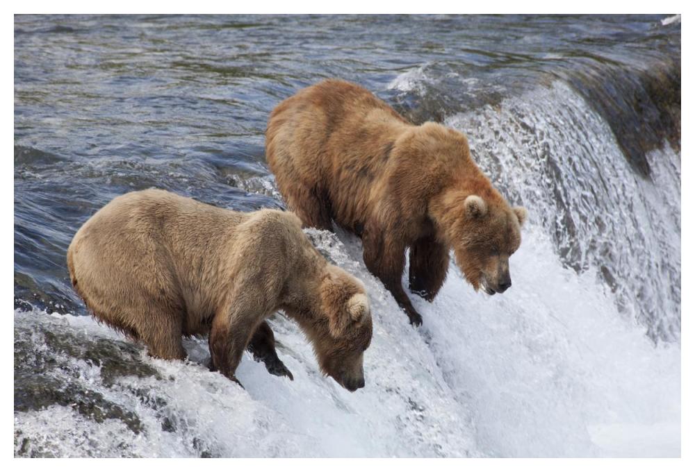 Grizzly Bear males waiting for salmon at Brooks Falls, Katmai National Park, Alaska-Paper Art-50"x34"