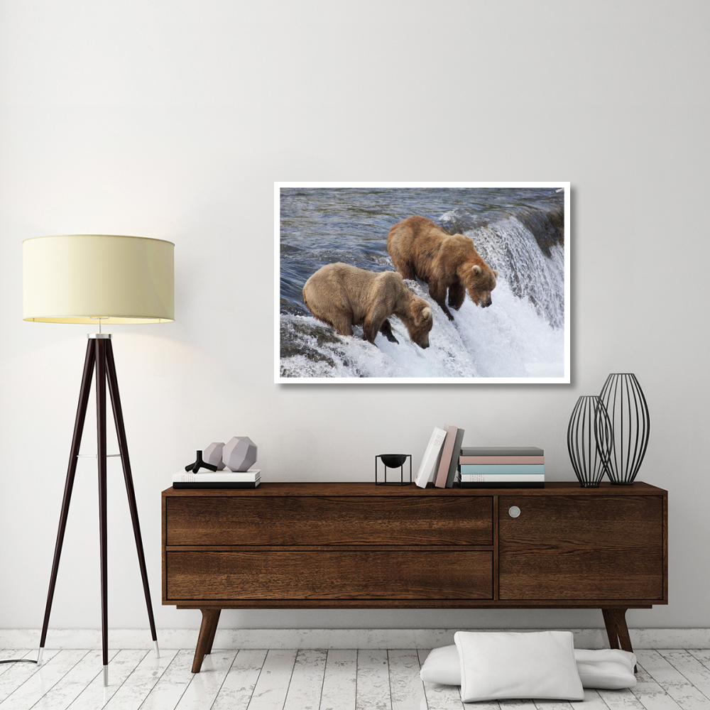 Grizzly Bear males waiting for salmon at Brooks Falls, Katmai National Park, Alaska-Paper Art-50&quotx34"