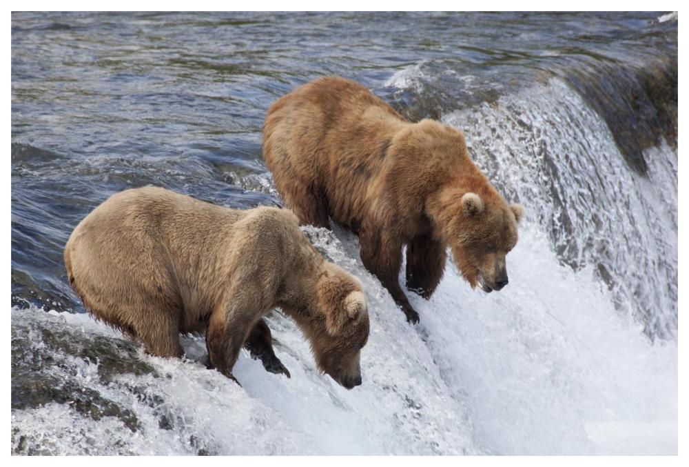 Grizzly Bear males waiting for salmon at Brooks Falls, Katmai National Park, Alaska-Paper Art-62"x42"