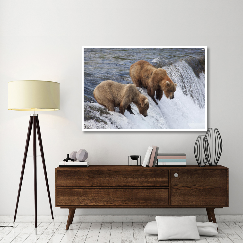 Grizzly Bear males waiting for salmon at Brooks Falls, Katmai National Park, Alaska-Paper Art-62&quotx42"