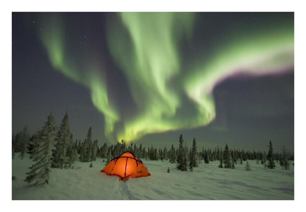 Northern lights or aurora borealis over illuminated tent, boreal forest, North America-Paper Art-26"x18"