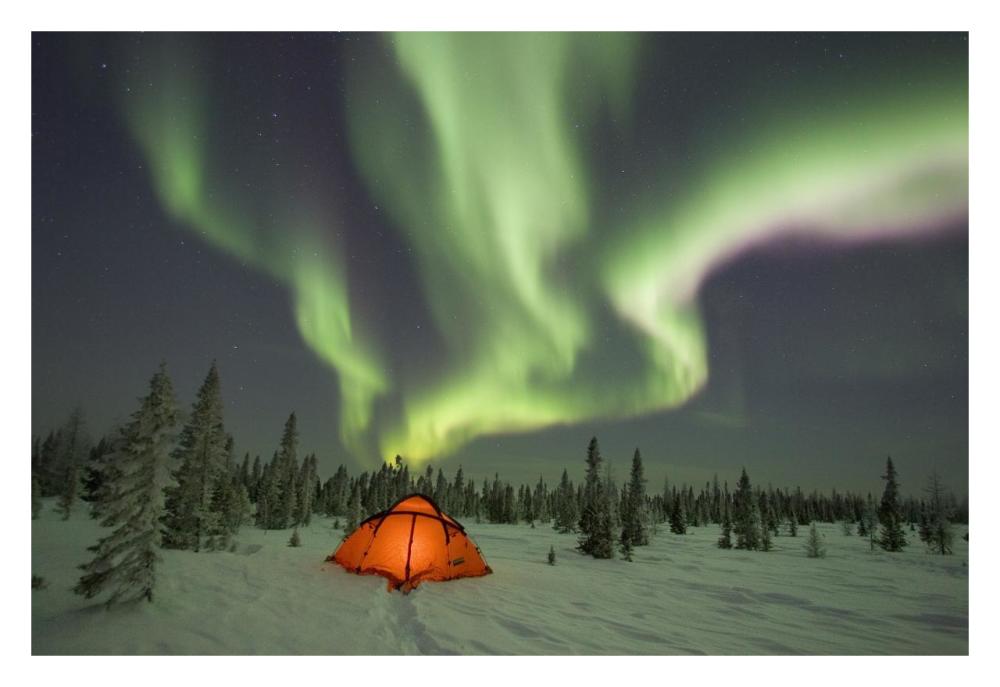 Northern lights or aurora borealis over illuminated tent, boreal forest, North America-Paper Art-32"x22"