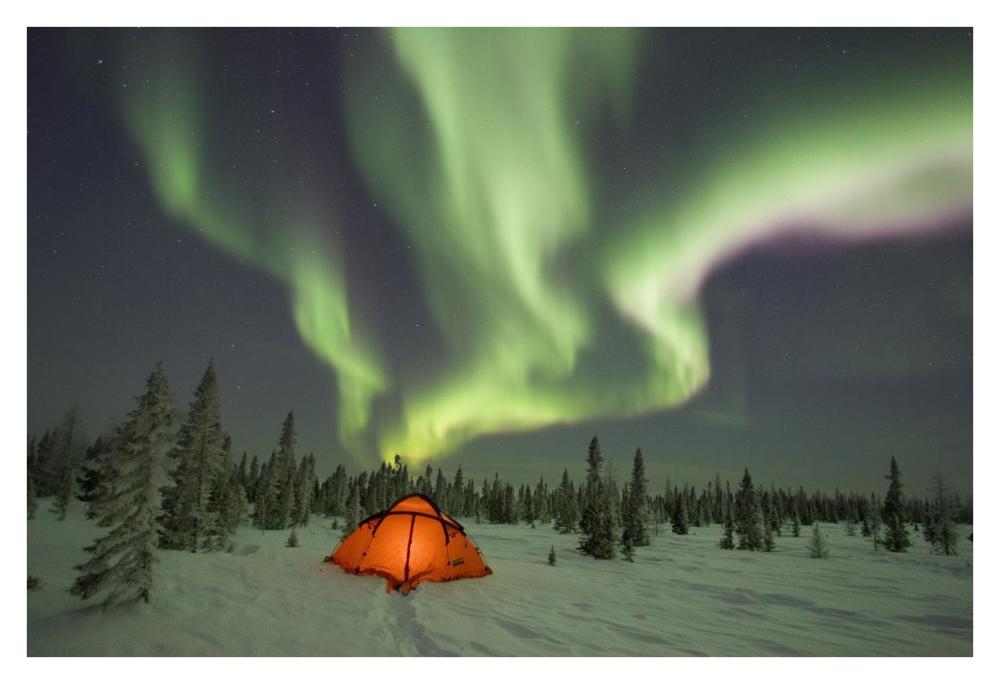 Northern lights or aurora borealis over illuminated tent, boreal forest, North America-Paper Art-38"x26"
