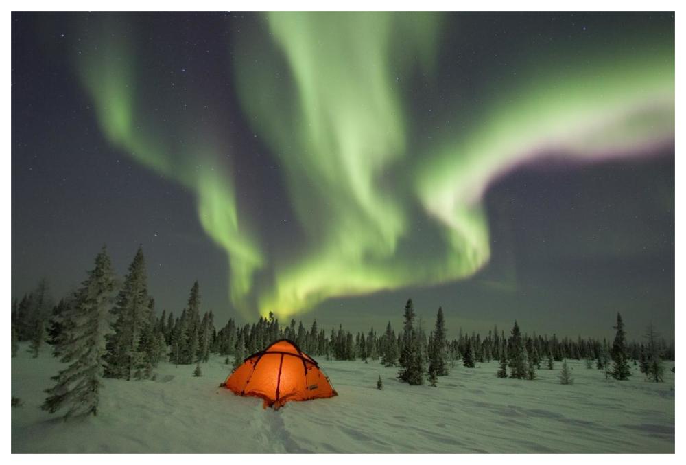 Northern lights or aurora borealis over illuminated tent, boreal forest, North America-Paper Art-62"x42"