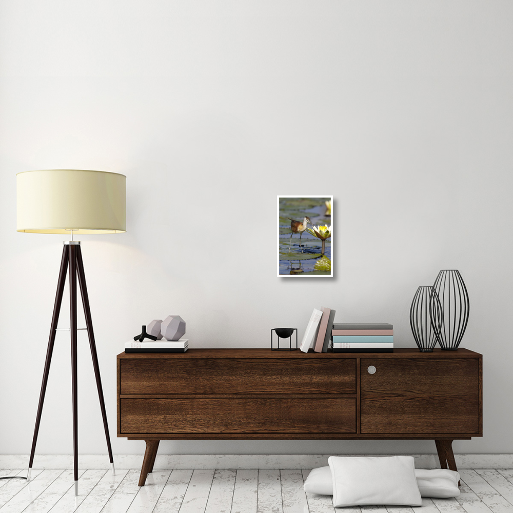 African Jacana juvenile foraging for insects in water lily flower, Okavango Delta, Botswana-Paper Art-14&quotx20"