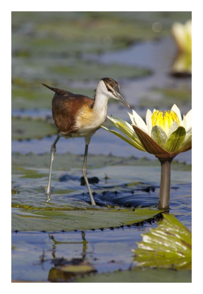 African Jacana juvenile foraging for insects in water lily flower, Okavango Delta, Botswana-Paper Art-18"x26"