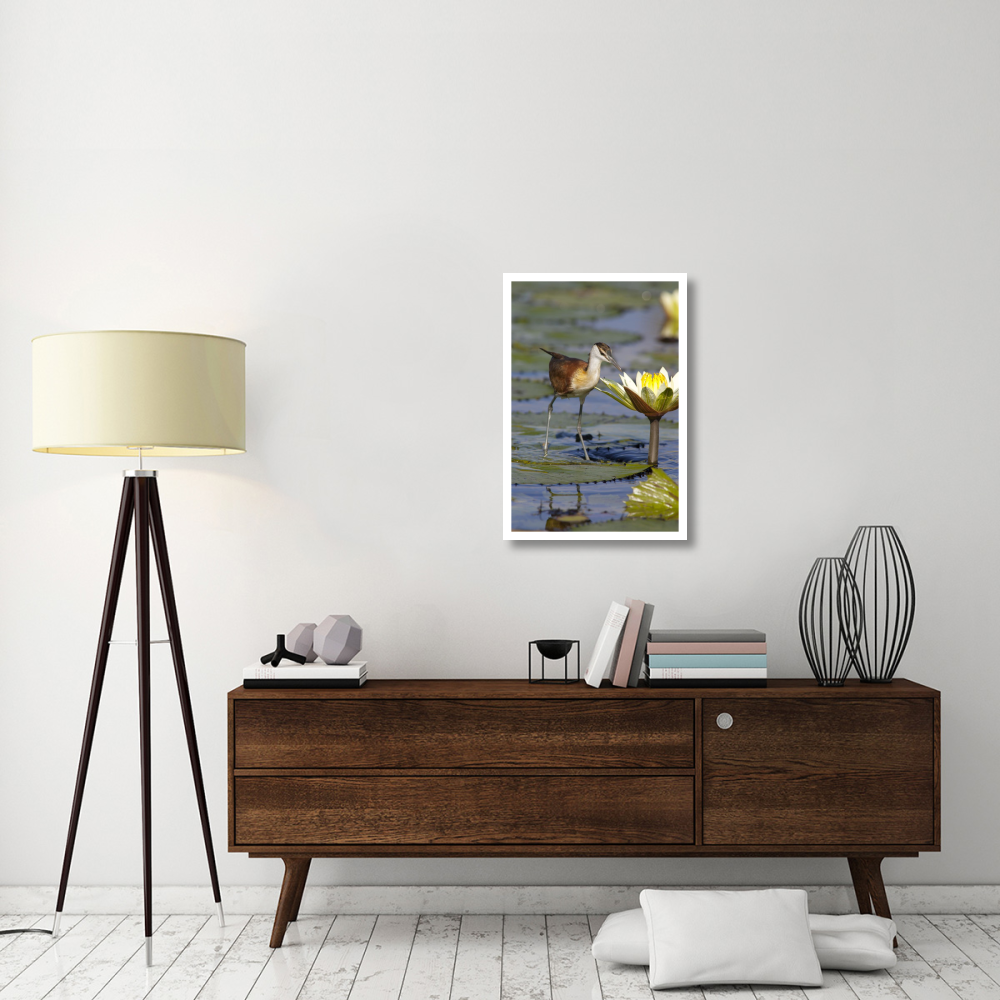 African Jacana juvenile foraging for insects in water lily flower, Okavango Delta, Botswana-Paper Art-22&quotx32"