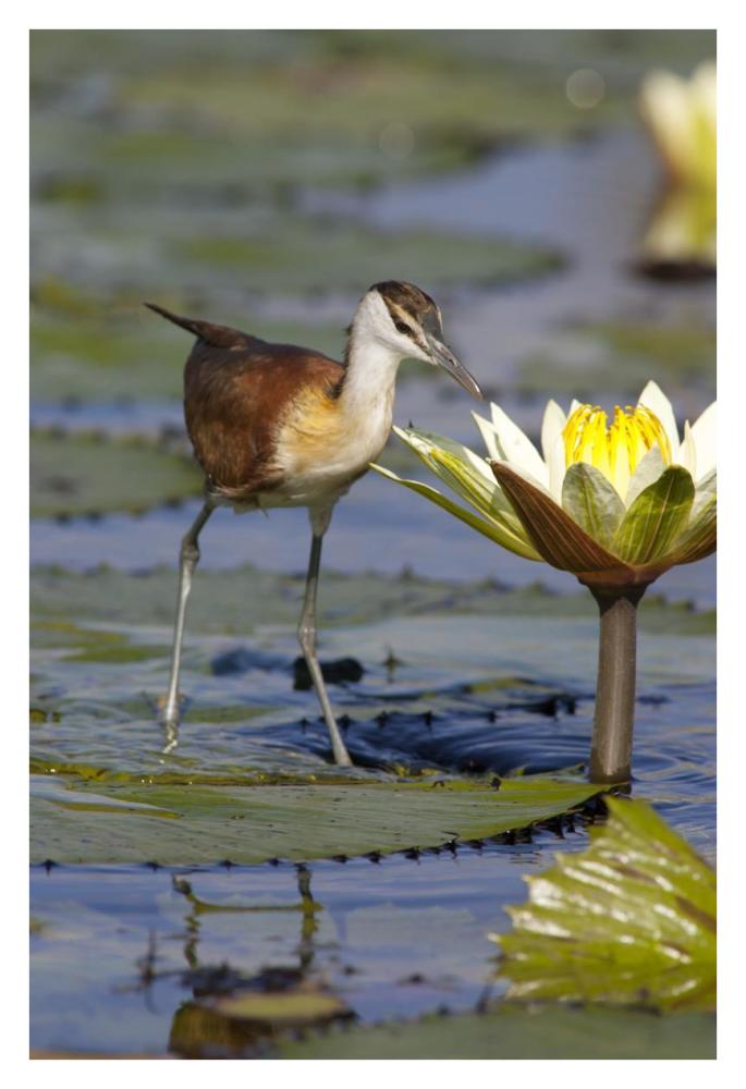 African Jacana juvenile foraging for insects in water lily flower, Okavango Delta, Botswana-Paper Art-26"x38"