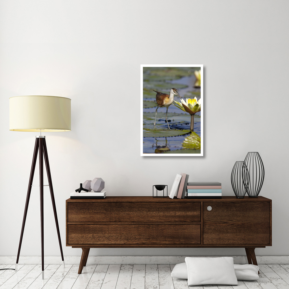 African Jacana juvenile foraging for insects in water lily flower, Okavango Delta, Botswana-Paper Art-26&quotx38"