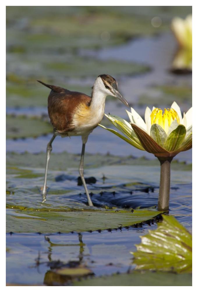 African Jacana juvenile foraging for insects in water lily flower, Okavango Delta, Botswana-Paper Art-34"x50"