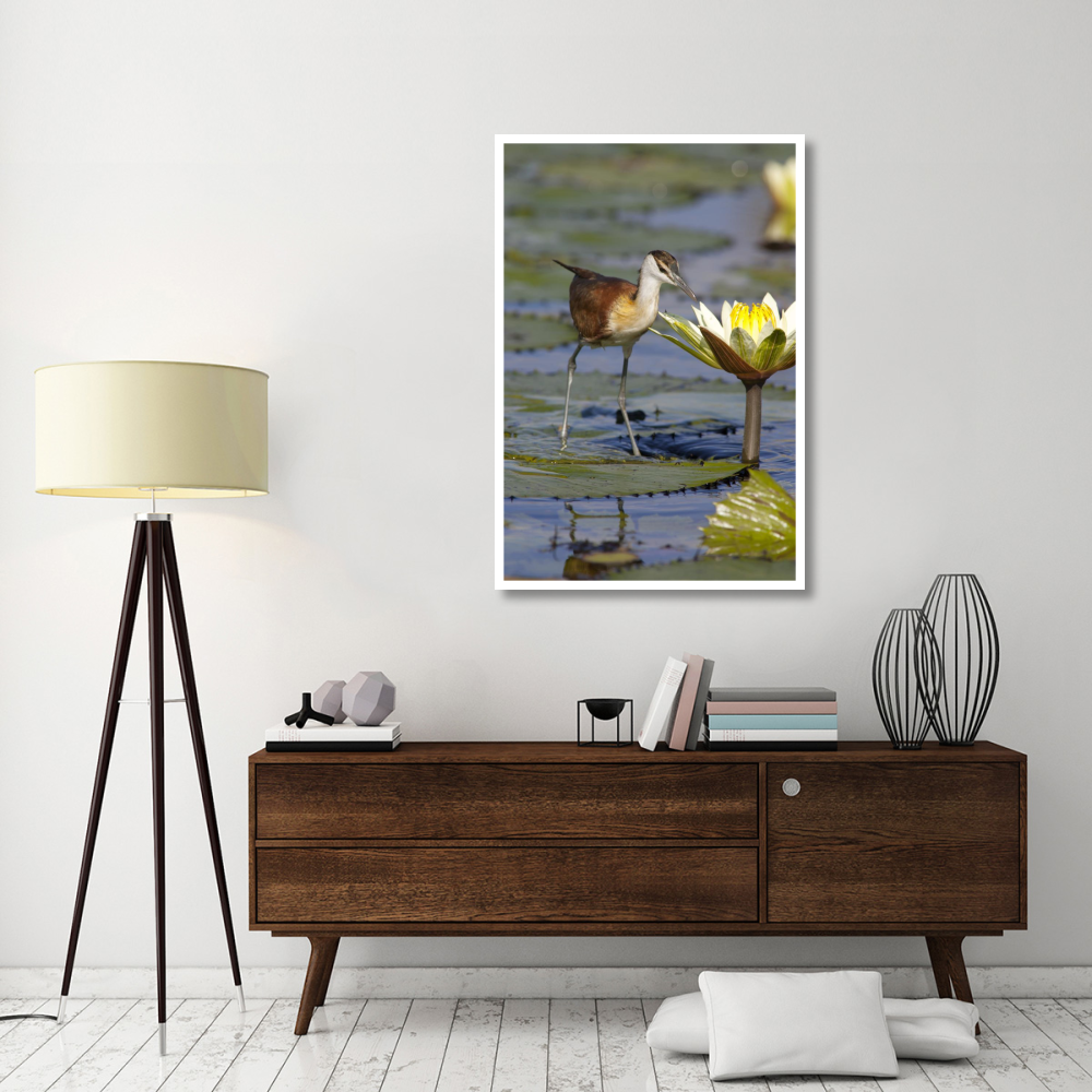 African Jacana juvenile foraging for insects in water lily flower, Okavango Delta, Botswana-Paper Art-34&quotx50"