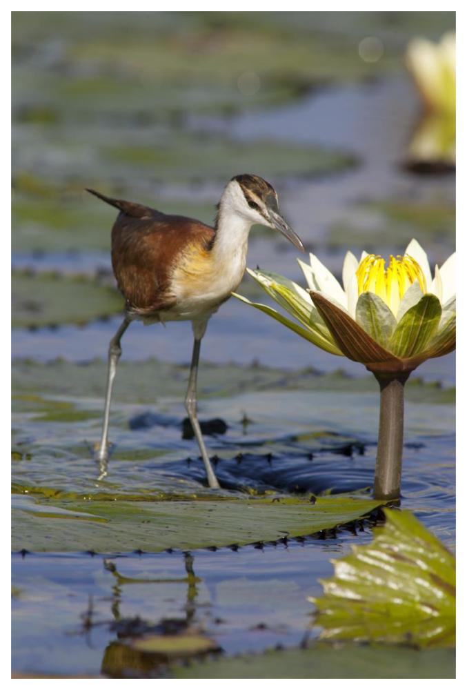 African Jacana juvenile foraging for insects in water lily flower, Okavango Delta, Botswana-Paper Art-42"x62"