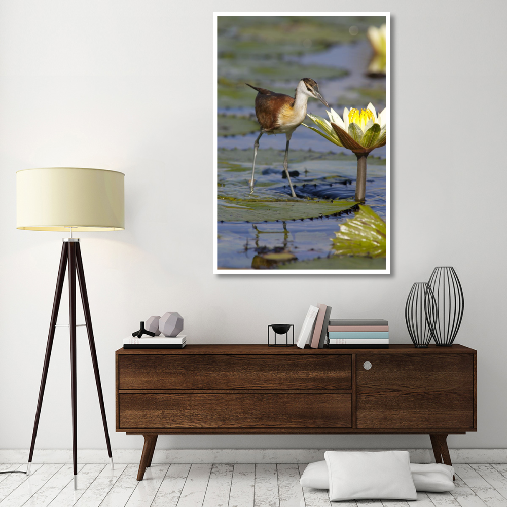 African Jacana juvenile foraging for insects in water lily flower, Okavango Delta, Botswana-Paper Art-42&quotx62"
