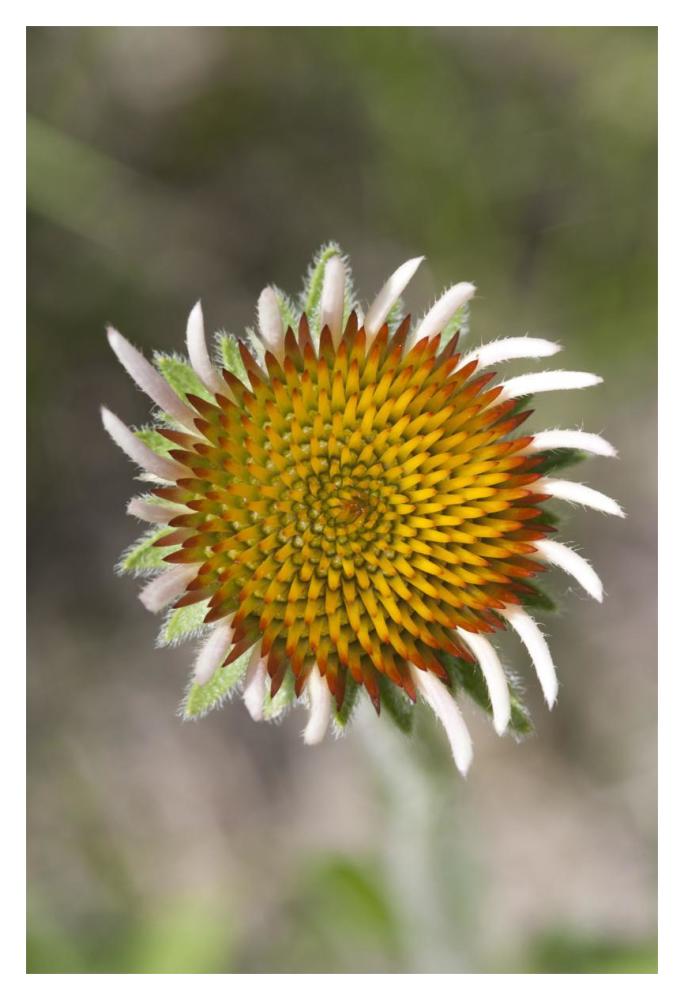 Blacksamson Echinacea flower growing petals, Spruce Woods Provincial Park, Manitoba, Canada-Paper Art-14"x20"