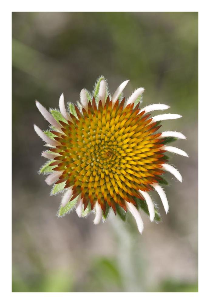 Blacksamson Echinacea flower growing petals, Spruce Woods Provincial Park, Manitoba, Canada-Paper Art-18"x26"