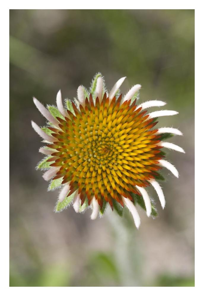 Blacksamson Echinacea flower growing petals, Spruce Woods Provincial Park, Manitoba, Canada-Paper Art-22"x32"