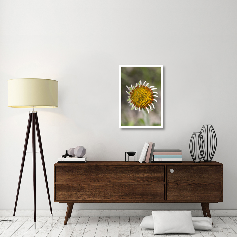 Blacksamson Echinacea flower growing petals, Spruce Woods Provincial Park, Manitoba, Canada-Paper Art-22&quotx32"