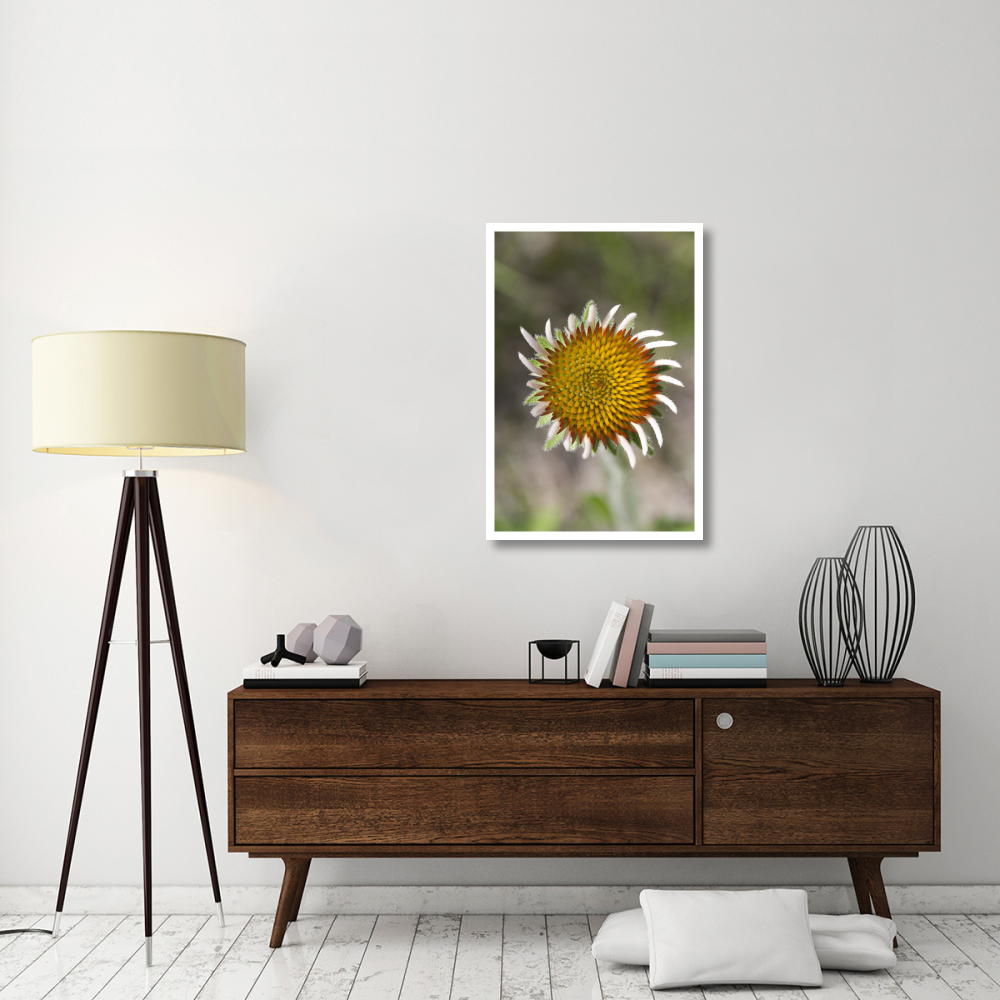 Blacksamson Echinacea flower growing petals, Spruce Woods Provincial Park, Manitoba, Canada-Paper Art-26&quotx38"