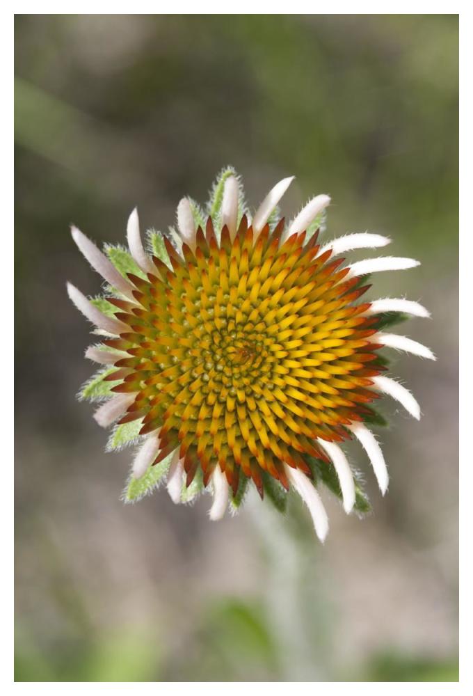 Blacksamson Echinacea flower growing petals, Spruce Woods Provincial Park, Manitoba, Canada-Paper Art-34"x50"