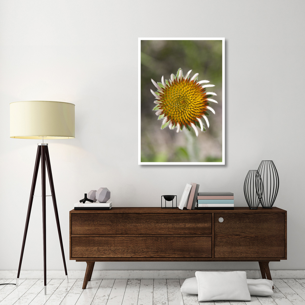 Blacksamson Echinacea flower growing petals, Spruce Woods Provincial Park, Manitoba, Canada-Paper Art-34&quotx50"