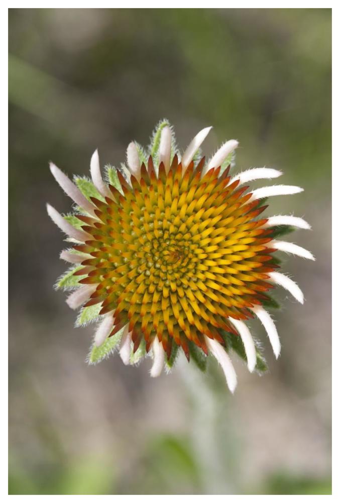Blacksamson Echinacea flower growing petals, Spruce Woods Provincial Park, Manitoba, Canada-Paper Art-42"x62"