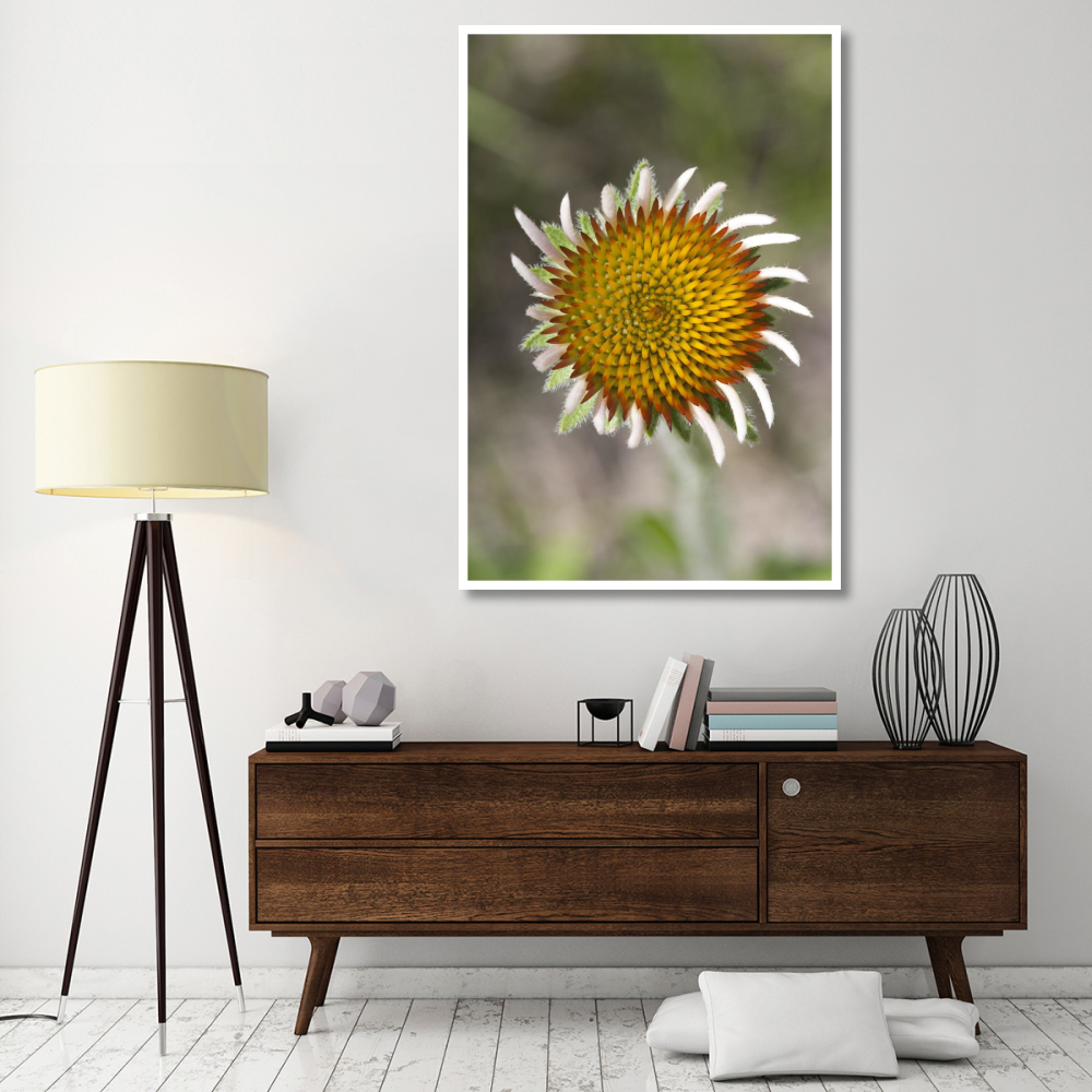 Blacksamson Echinacea flower growing petals, Spruce Woods Provincial Park, Manitoba, Canada-Paper Art-42&quotx62"