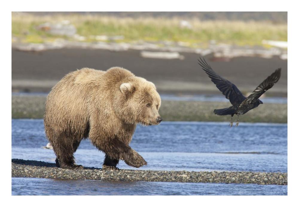Grizzly Bear walking along water and scaring away Common Raven, Katmai National Park, Alaska-Paper Art-26"x18"